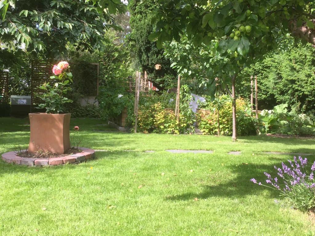 Vyn mot krusbärsbuskarna