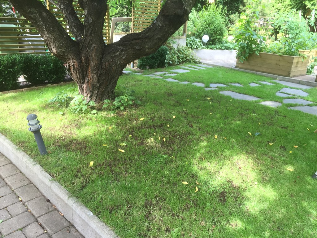 Gräsmattan under körsbärsträdet