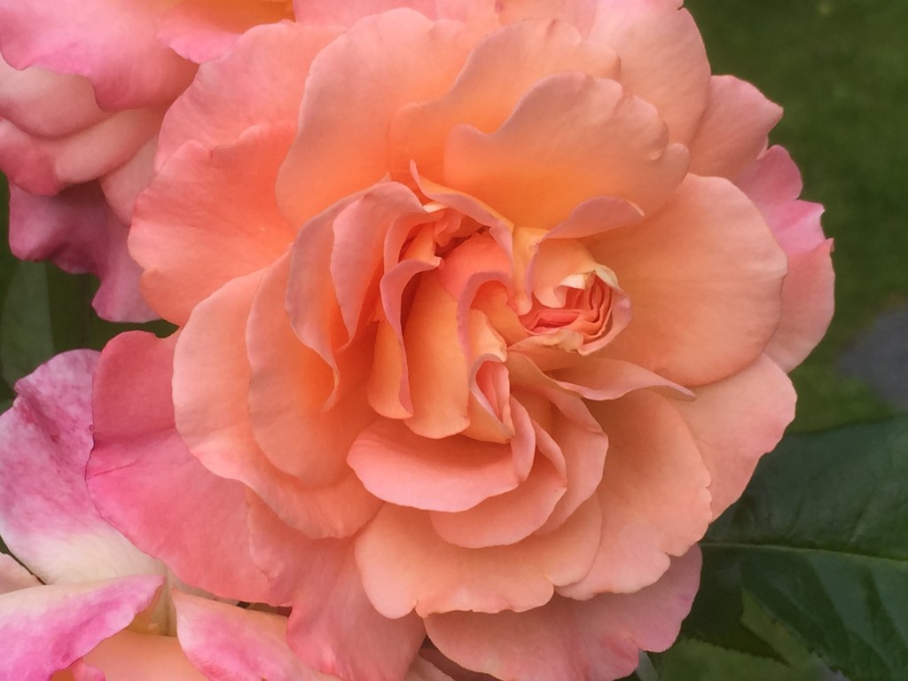 Augusta Louise II